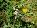Prickly Sow-Thistle